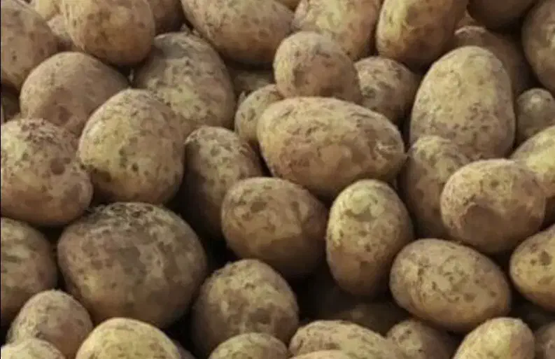 سیب زمینی درجه یک کاملیا|خوردنی و آشامیدنی|کمیجان, |دیوار