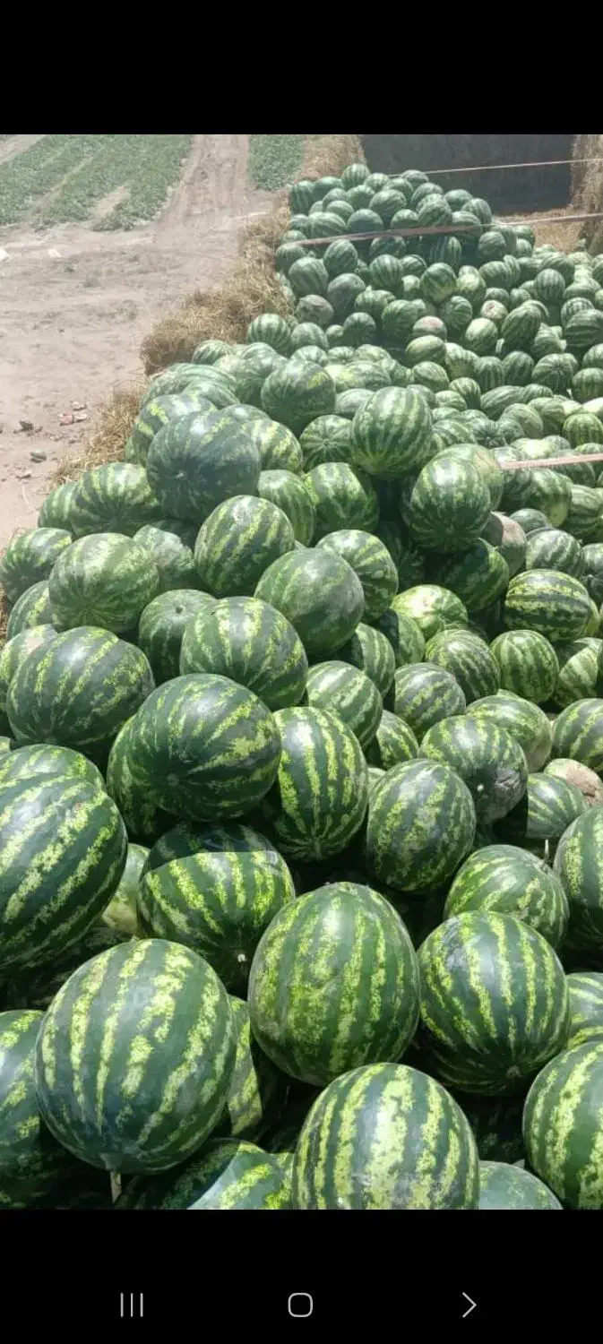 کارگر روز مزد،یابرجی،میخام برای ایرانشهر|استخدام صنعتی، فنی، مهندسی|بزمان, |دیوار