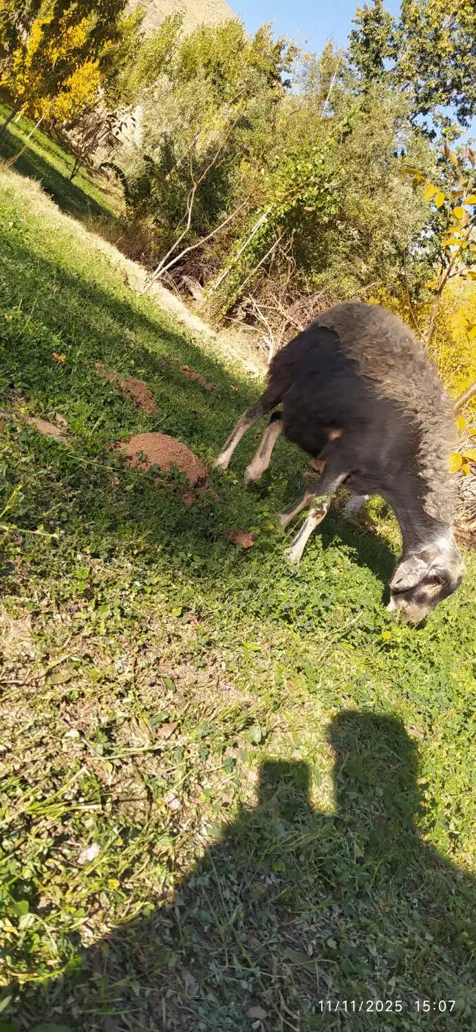 یک عدد گوسفند|حیوانات مزرعه|شاهین دژ, |دیوار