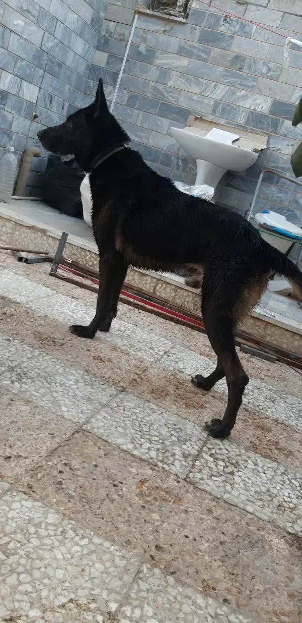 جهت کشش|سگ|آبادان, |دیوار