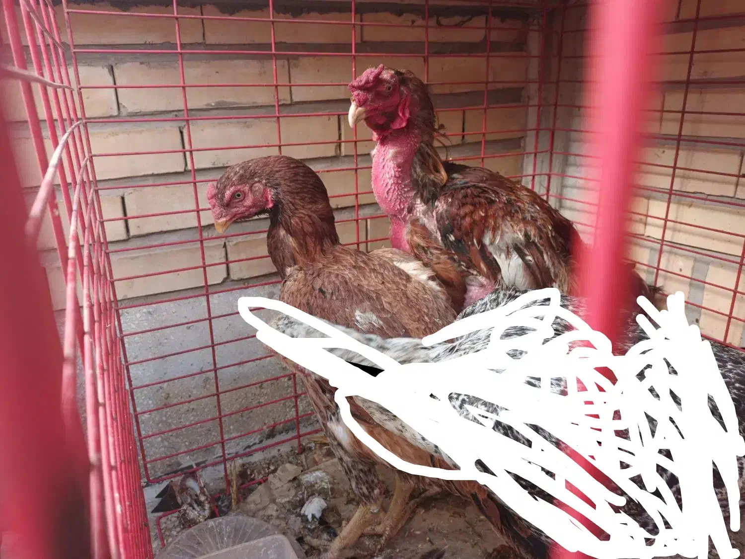 مرغ و خروس لاری|حیوانات مزرعه|قم, الغدیر|دیوار