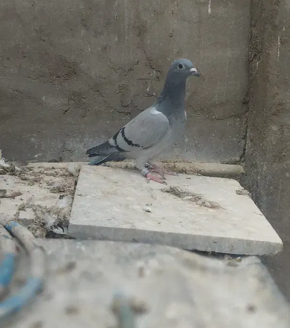 کبوتر رنگی و پلاکی|پرنده|دزفول, |دیوار