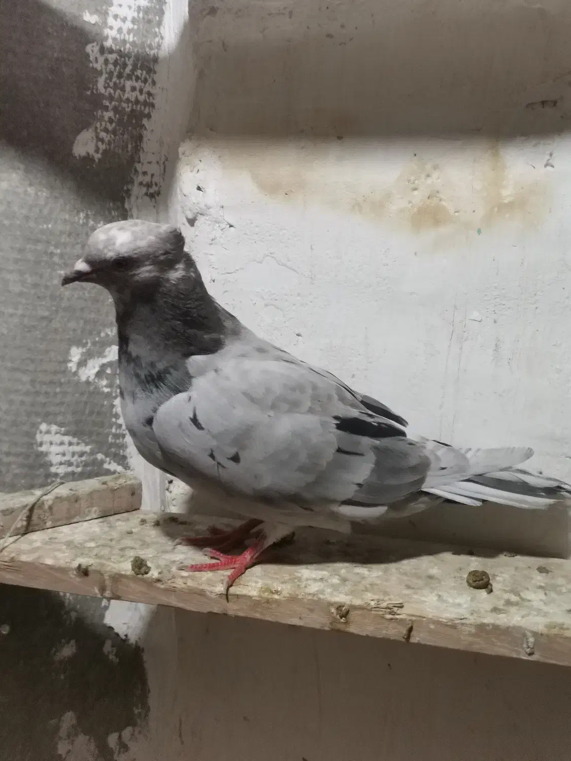 کبوتر|پرنده|هشتگرد, شهرک راه آهن|دیوار