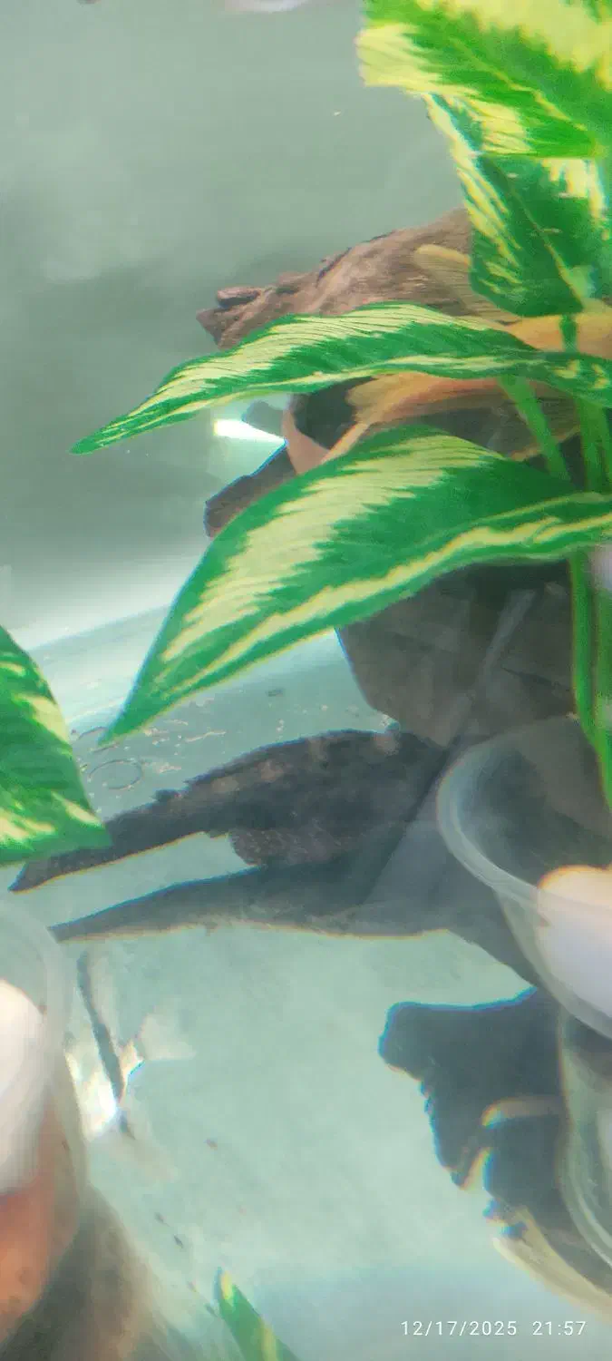 کت ال ۵۹ سایز مولد نر|ماهی|کرمان, |دیوار