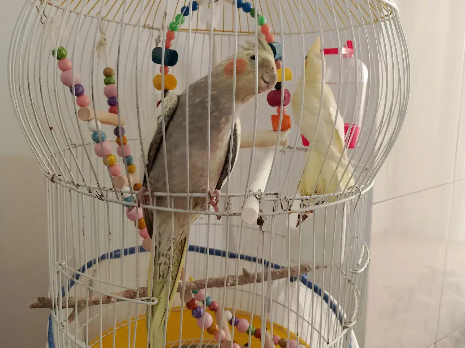 پرنده|پرنده|رباط‌کریم, رباط‌کریم|دیوار