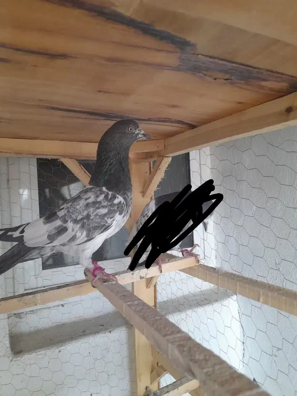 ماده پاکستانی بشرط|پرنده|قم, پردیسان|دیوار