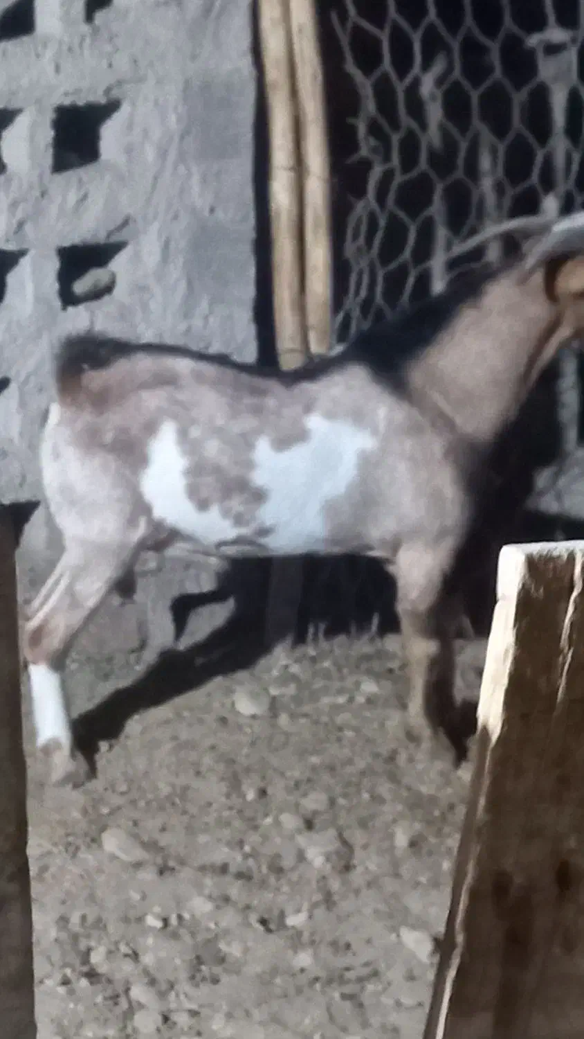 نری سرمست پچی|حیوانات مزرعه|بندرعباس, |دیوار