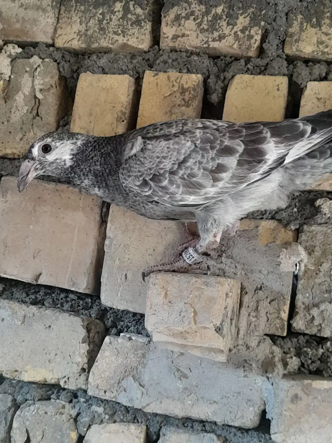 کبوتر جوجه|پرنده|طرقبه, |دیوار