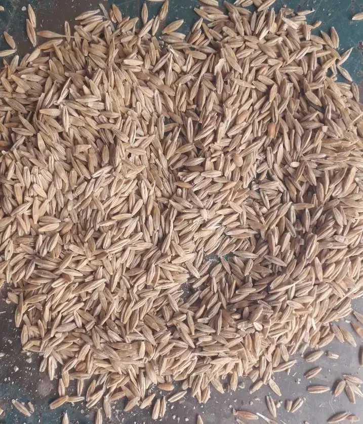 جو محلی|لوازم جانبی حیوانات|فیروزآباد (لرستان), |دیوار