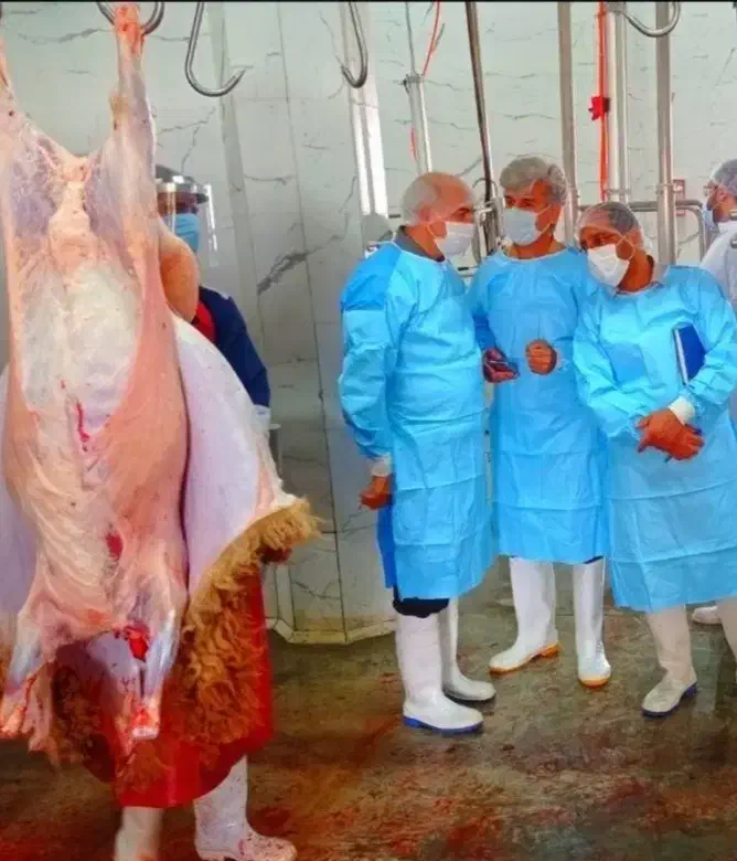 «گوسفند زنده کم چربی /شکم خالی با پلاک سلامت»|حیوانات مزرعه|مشهد, نوید|دیوار