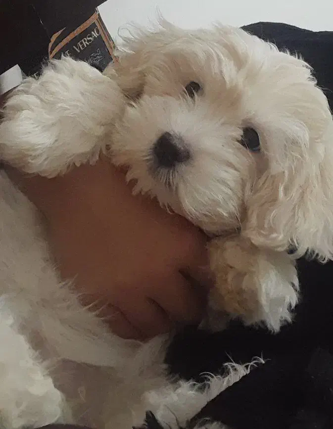 سگ شیتزو کراس|سگ|سبزوار, قصبه غربی|دیوار