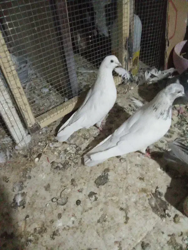 کبوتر|حیوانات|زاهدان, |دیوار