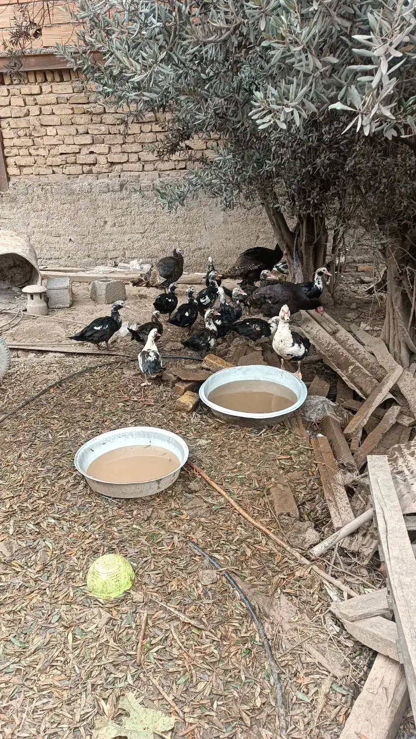 اردک|پرنده|رودبار, |دیوار