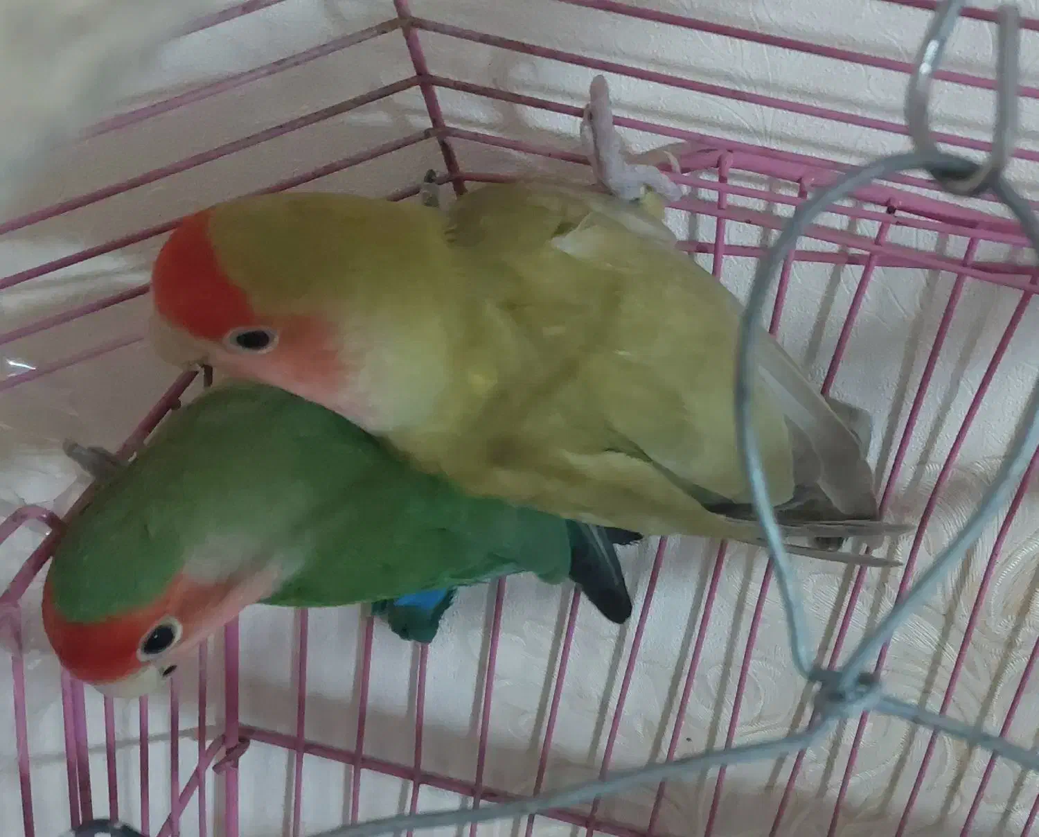 طوطی برزیلی مولد|پرنده|بندر ماهشهر, |دیوار