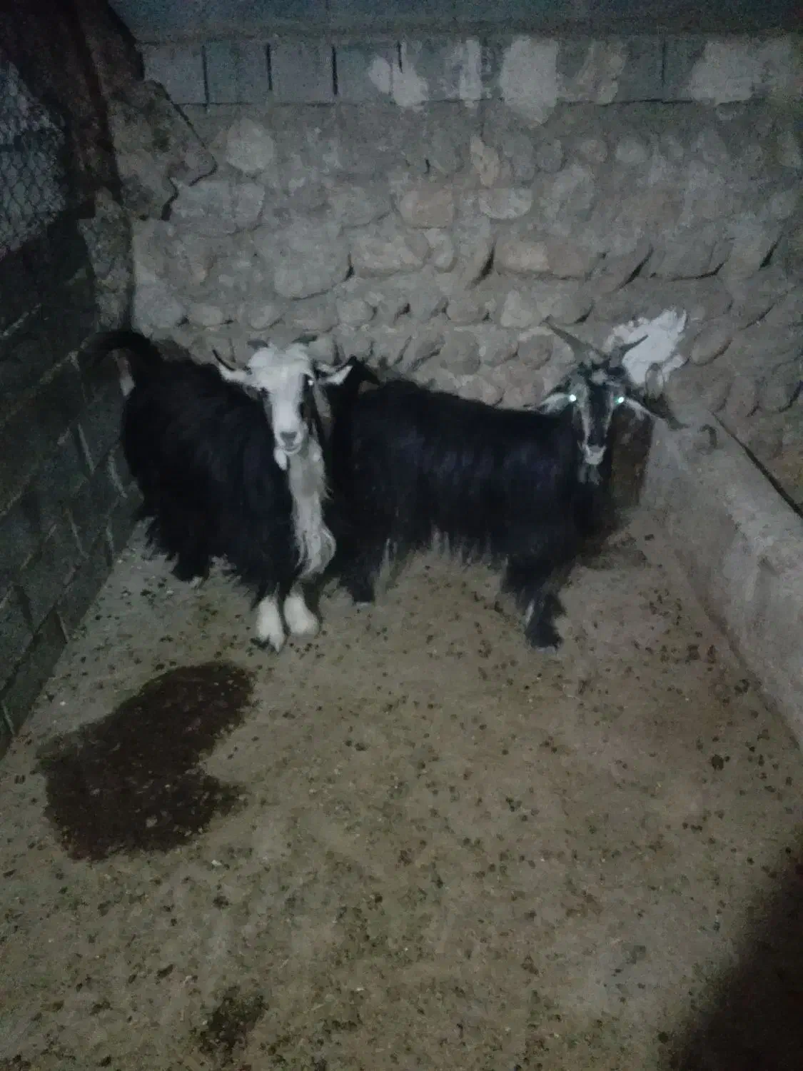 بز داشتی گله داری|حیوانات مزرعه|ایذه, |دیوار