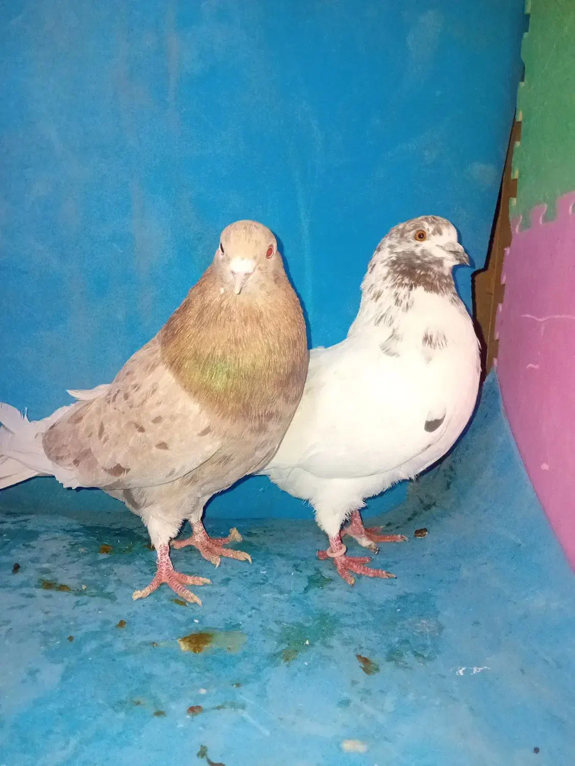 پرنده|پرنده|خرمدره, |دیوار