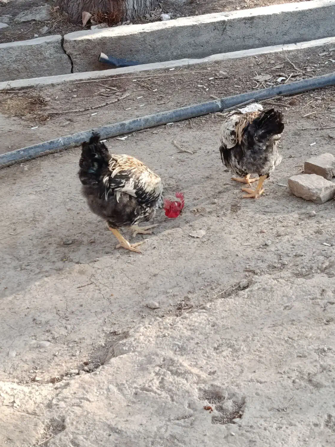 خروس محلی|حیوانات مزرعه|محمدشهر, کوی بهار|دیوار