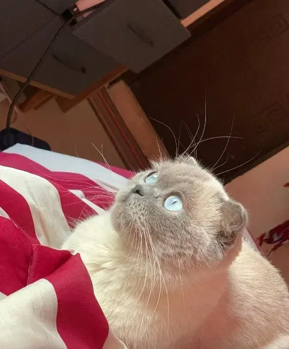 گربه اسکاتیش فولد ماده بلوپوینت عقیم نشده|گربه|کرج, شهرک بنفشه|دیوار