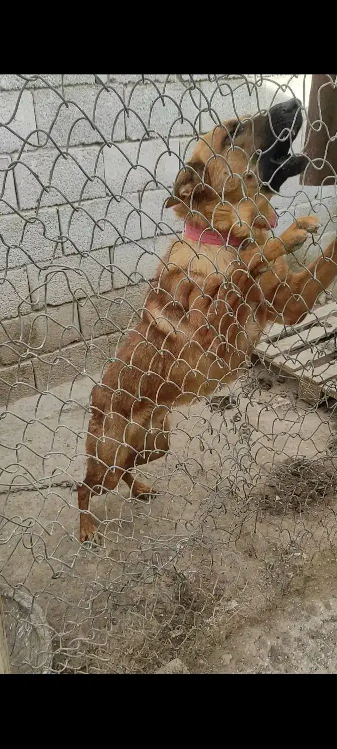 واگذاری سگ مالی نیوز ژرمن دورگ|سگ|ابریشم, |دیوار