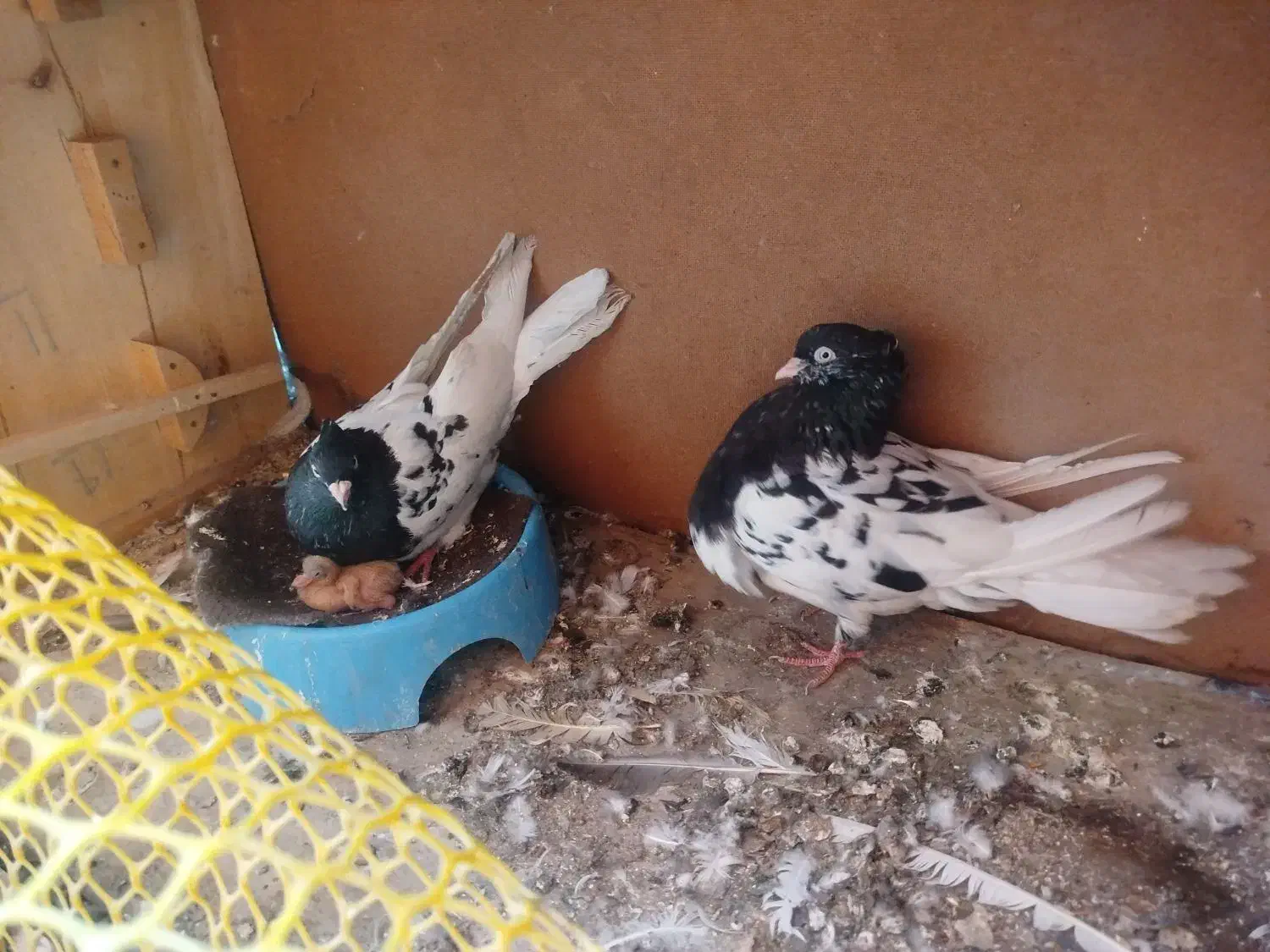 کله سیاه درجه یک|پرنده|اهواز, بیست متری شهدا|دیوار