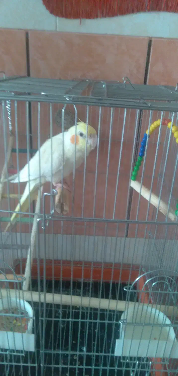 عروس‌هلندی|پرنده|الیگودرز, |دیوار