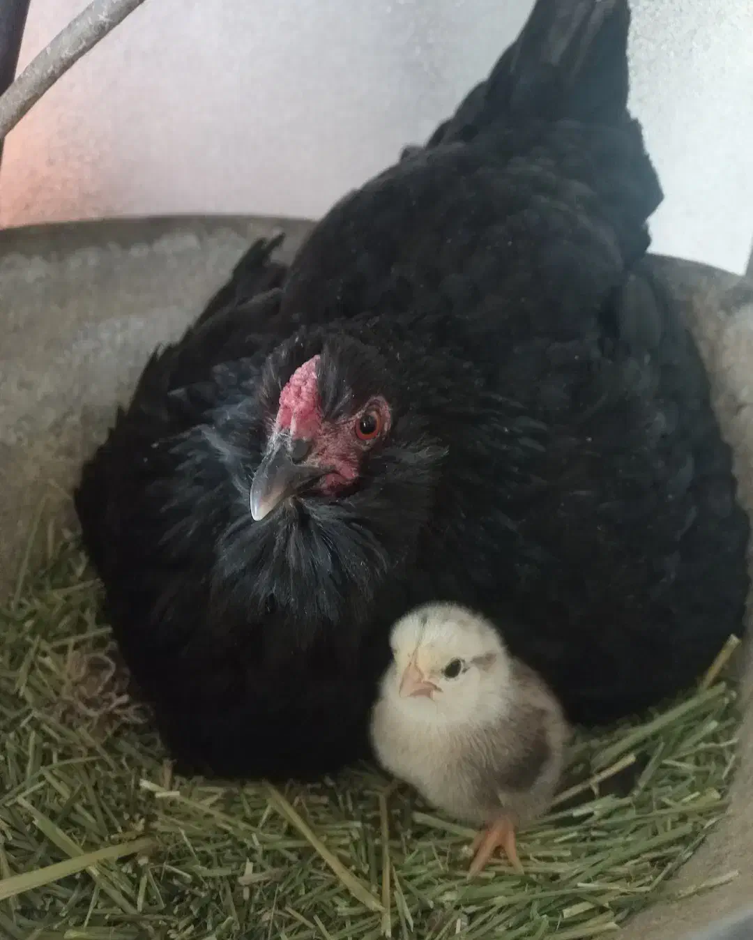 فروش مرغ محلی با جوجه|حیوانات مزرعه|جم, |دیوار