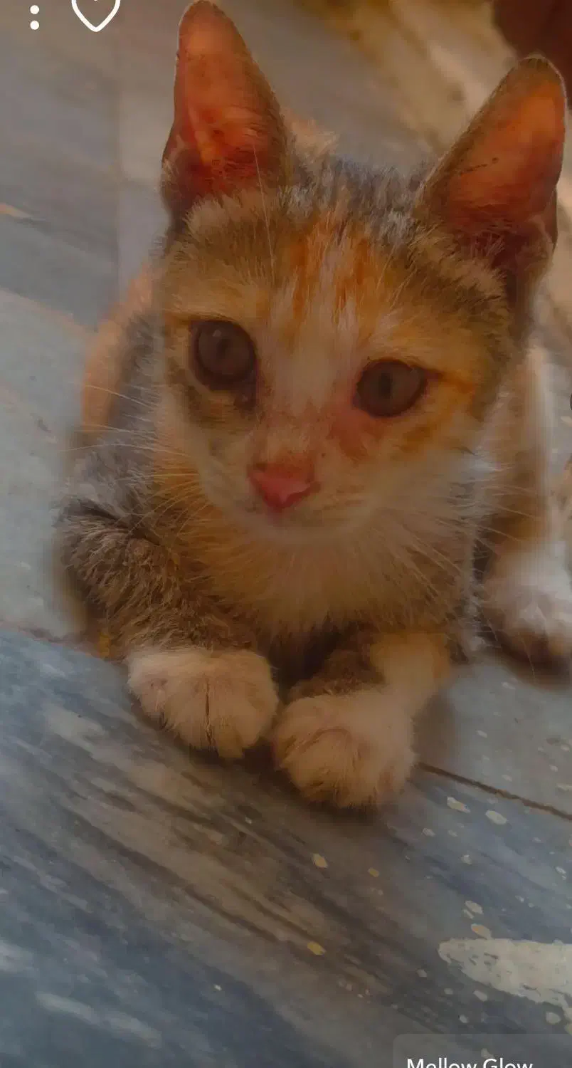 گربه های ملوس برای واگذاری باهزینه عقیمسازی وغذا|گربه|بندرعباس, |دیوار