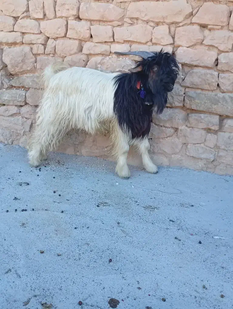 فروش بیگ تخمی|حیوانات مزرعه|ایذه, |دیوار