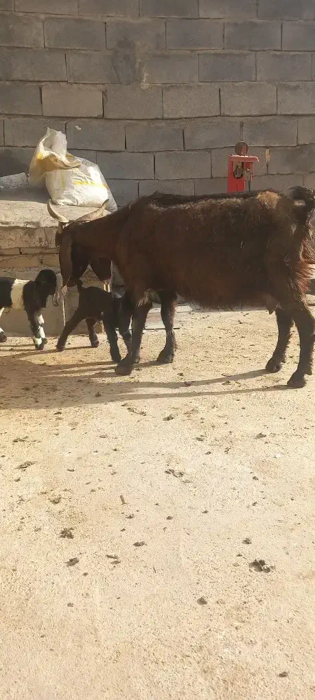 بزغاله|حیوانات مزرعه|کرمانشاه, |دیوار