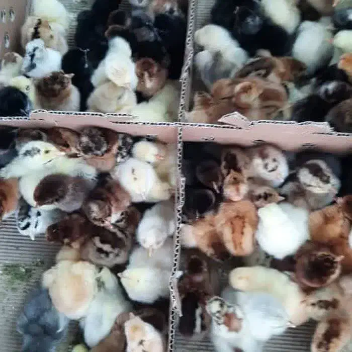 مجتمع کامل طیورتهران اردک جوجه محلی رنگی گوشتی|حیوانات مزرعه|اهواز, مهرشهر|دیوار