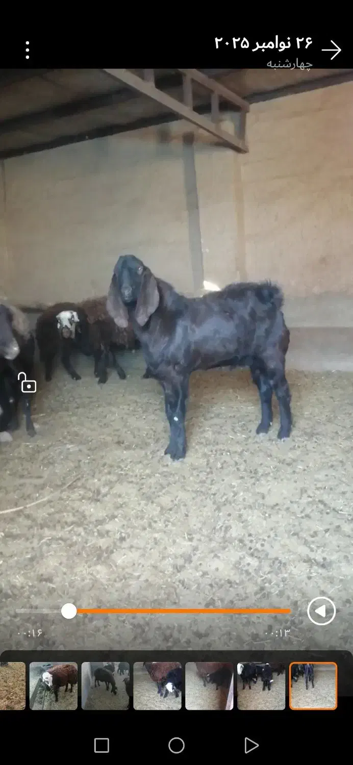 فروش بره قوچی هترو ونر بز پاکستانی 10 ماهه|حیوانات مزرعه|سلامی, |دیوار