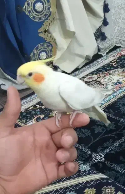 عروس هلندی و فنچ نرگسی|پرنده|دزفول, |دیوار