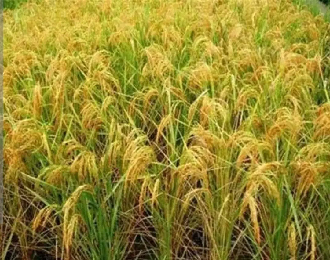 برنج شمشیری|خوردنی و آشامیدنی|شباب, |دیوار