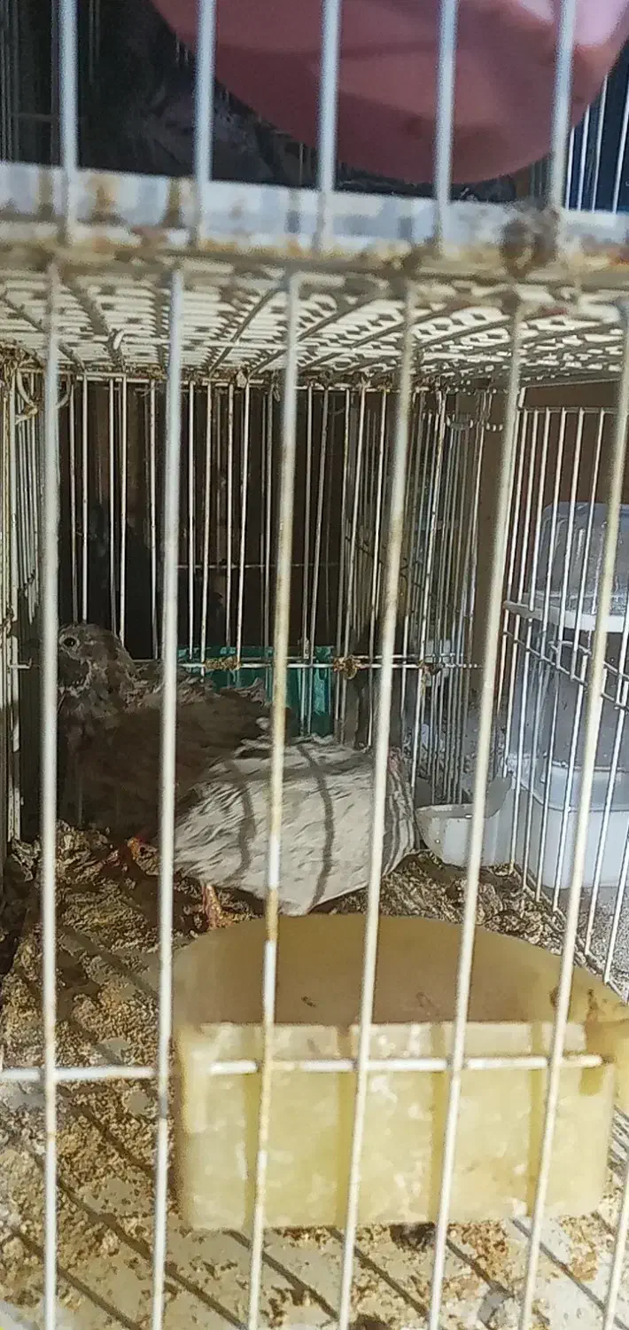 تخم نطفه دار بلدرچین|حیوانات مزرعه|پرند, فاز ۳|دیوار