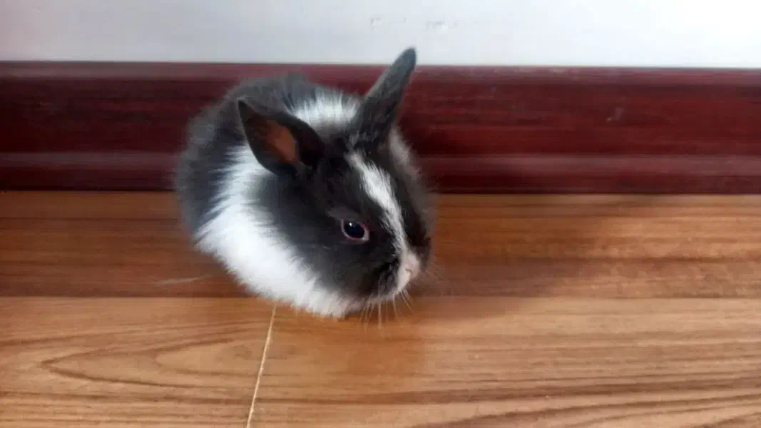 خرگوش|موش و خرگوش|بجنورد, |دیوار