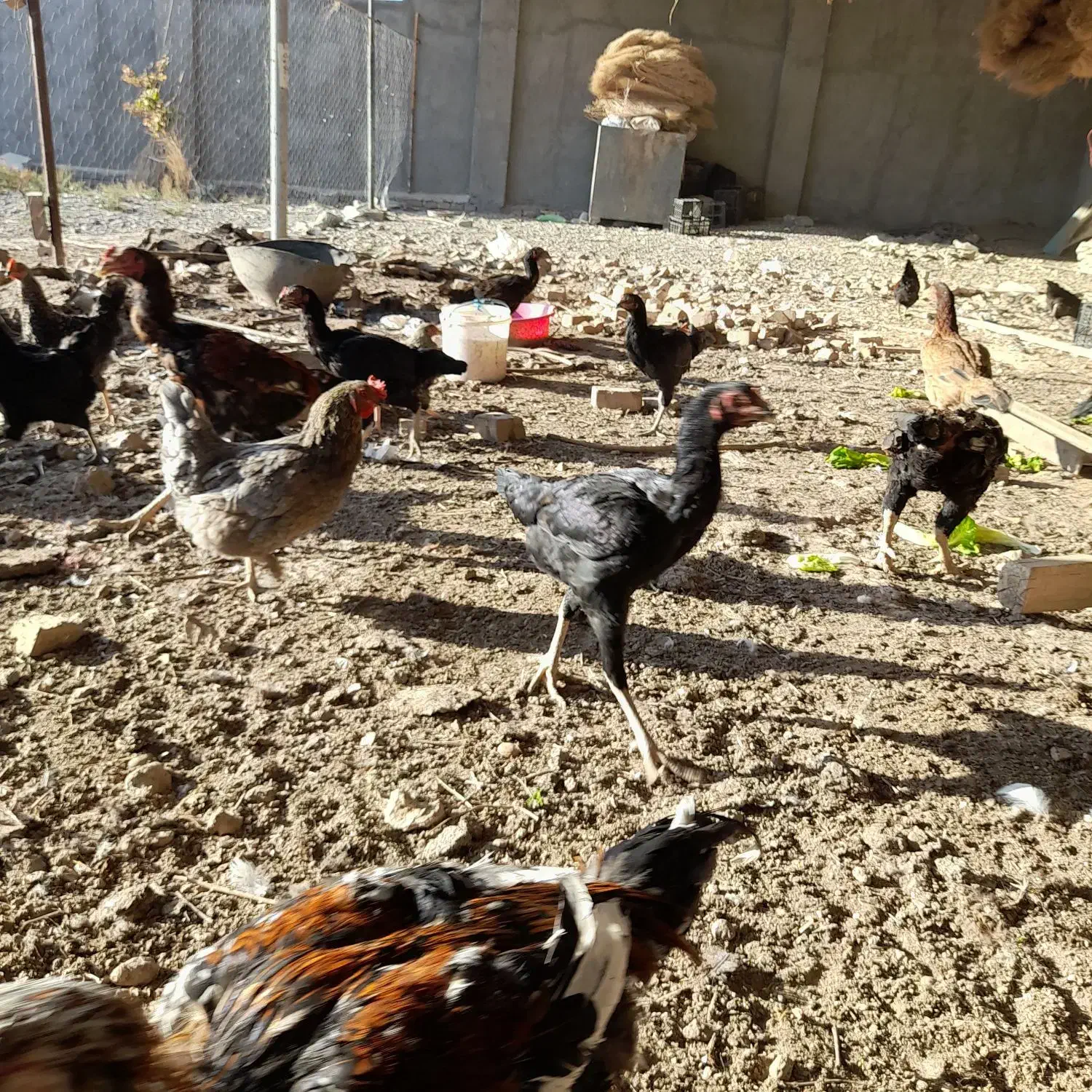 مرغ و خروس و غاز و بوقلمون|حیوانات مزرعه|نیشابور, گنبد سبز|دیوار