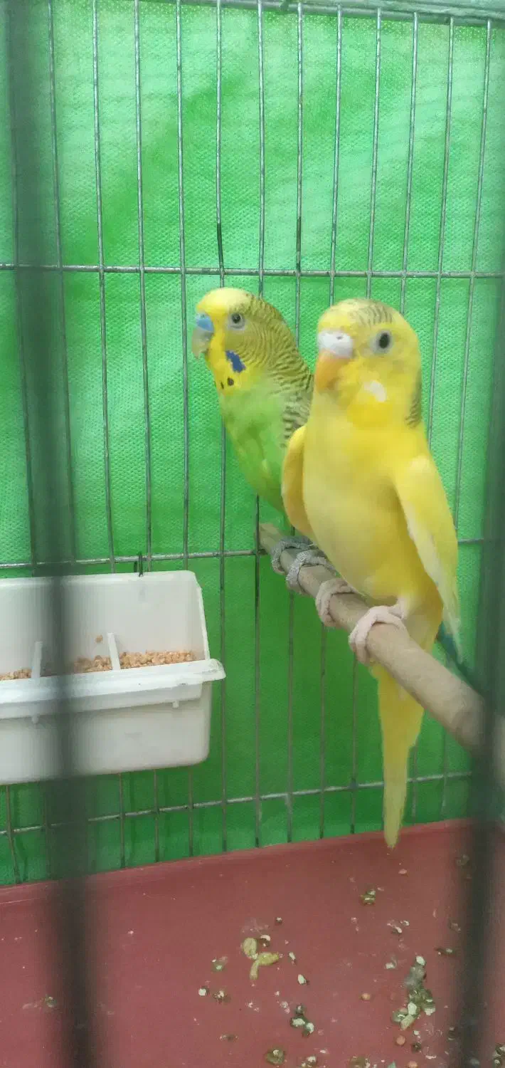 مرغ عشق جفت|پرنده|تهران, جیحون|دیوار