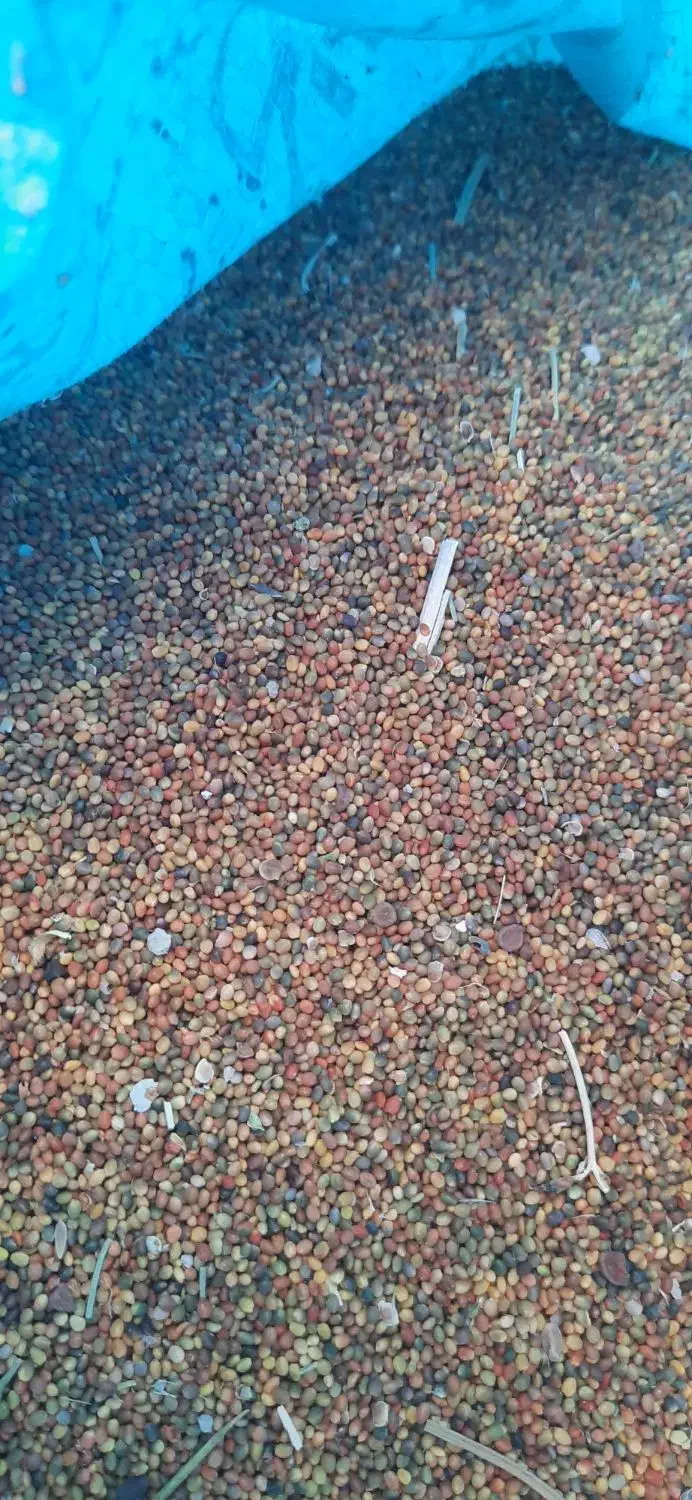 بذر|عمده‌فروشی|بیضا, |دیوار