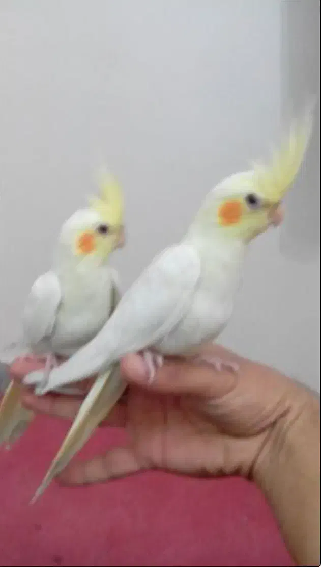 عروس هلندی|پرنده|میاندوآب, |دیوار