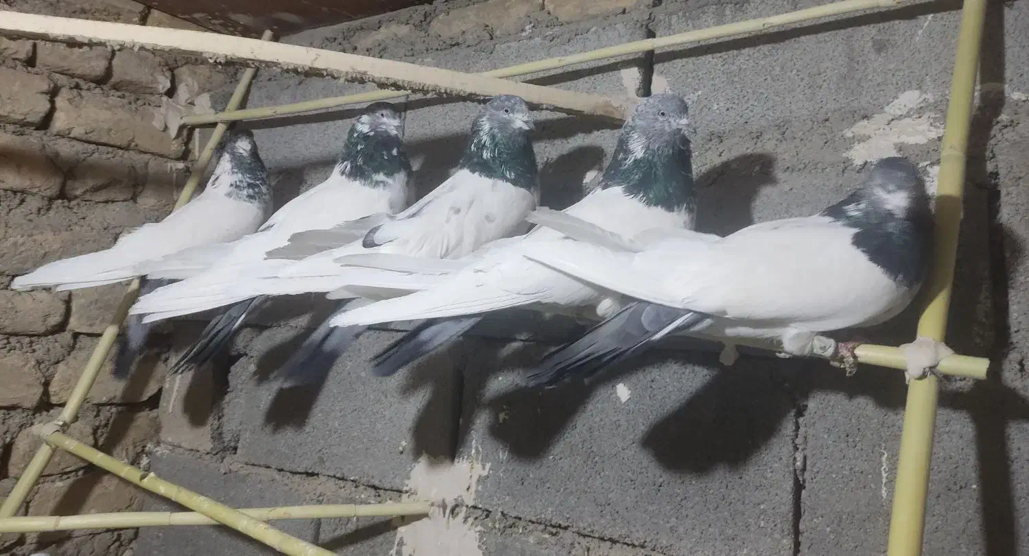 کفتر کله دمسبز فوق درشت نوک ریز|پرنده|ساوه, |دیوار