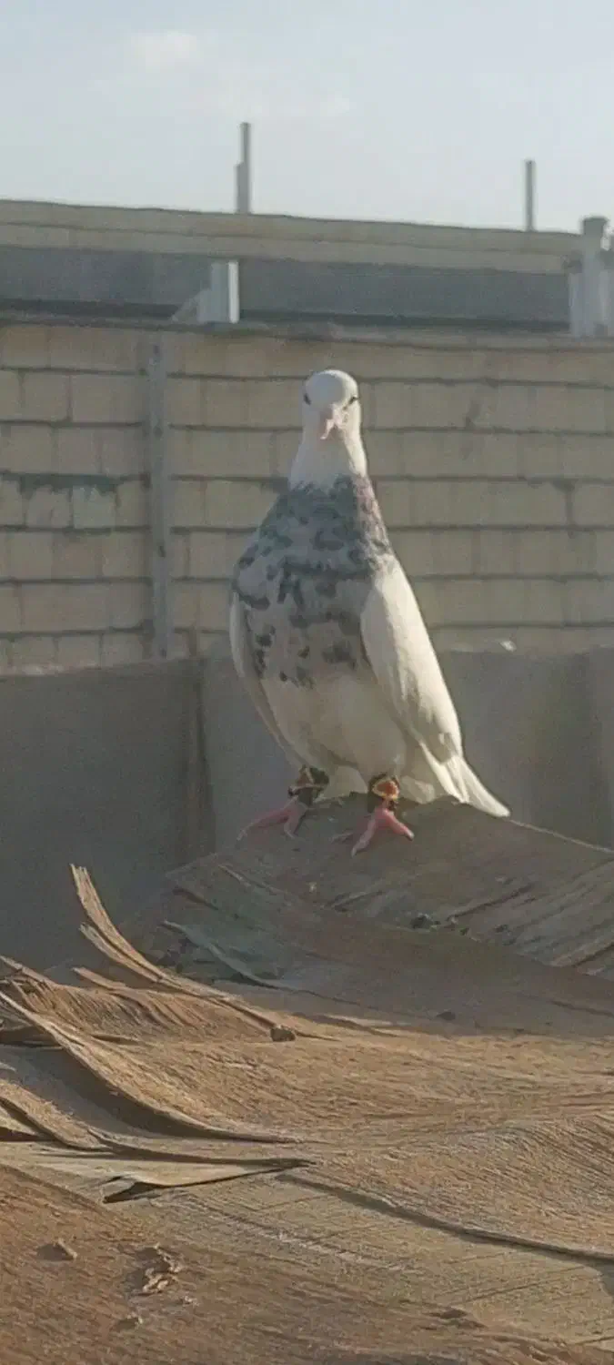 کفتر طوقی ماده|پرنده|فولادشهر, A6|دیوار