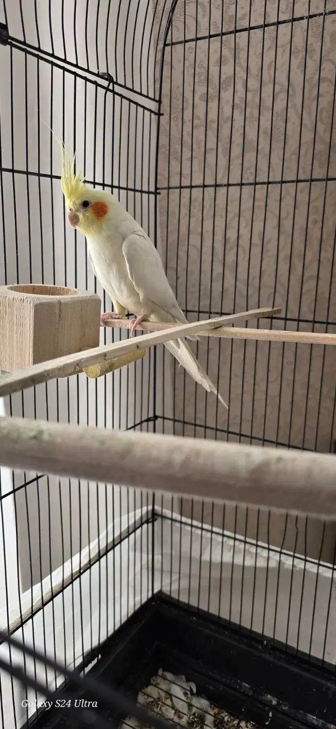 جفت عروس هلندی لوتینو|پرنده|بیرجند, |دیوار