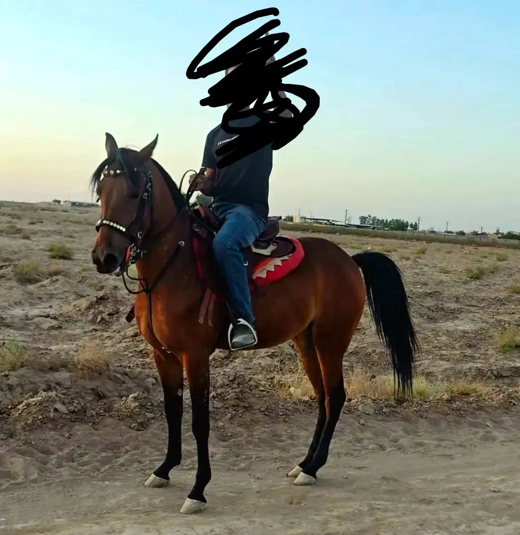 اسب|اسب و تجهیزات اسب‌سواری|کرمان, |دیوار