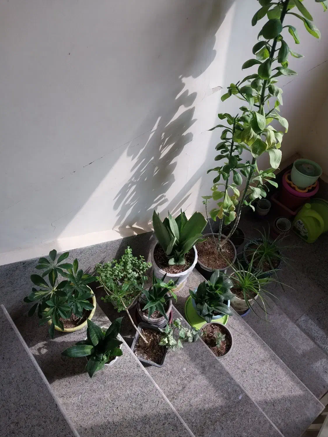 گل وگیاه|گل و گیاه طبیعی|پرند, فاز ۶|دیوار