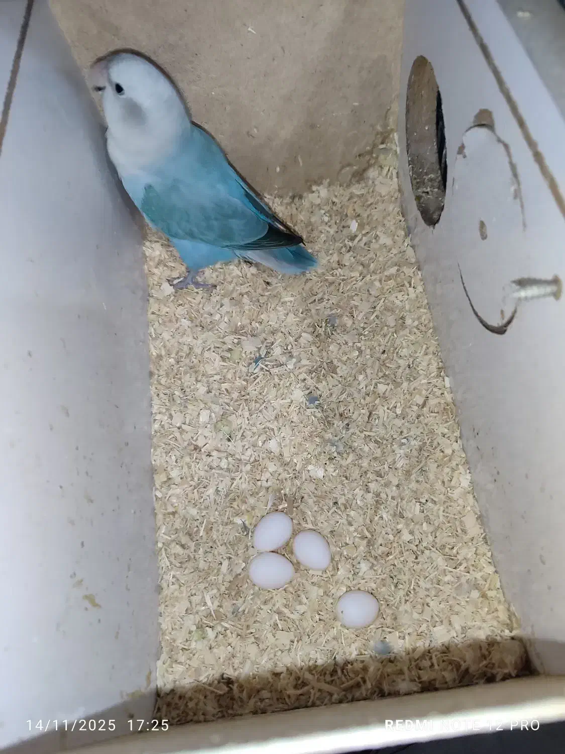 طوطی برزیلی اوپال ماده کار داده|پرنده|ارومیه, |دیوار