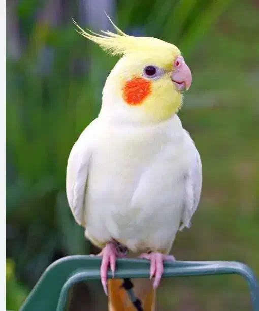 گمشده محدوده امامزاده جعفر|حیوانات|دوگنبدان, |دیوار