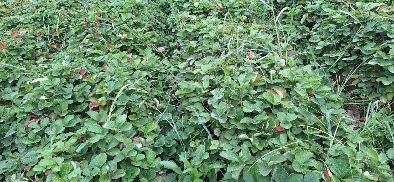 نهال سابرینا درجه ۱|عمدهفروشی|خان ببین, |دیوار