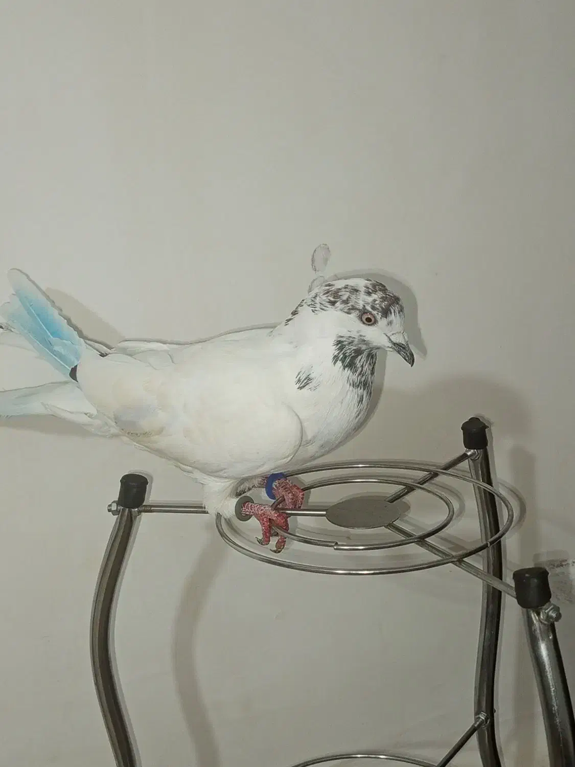 سه عدد کبوتر ماده پرشی|پرنده|چالدران, |دیوار