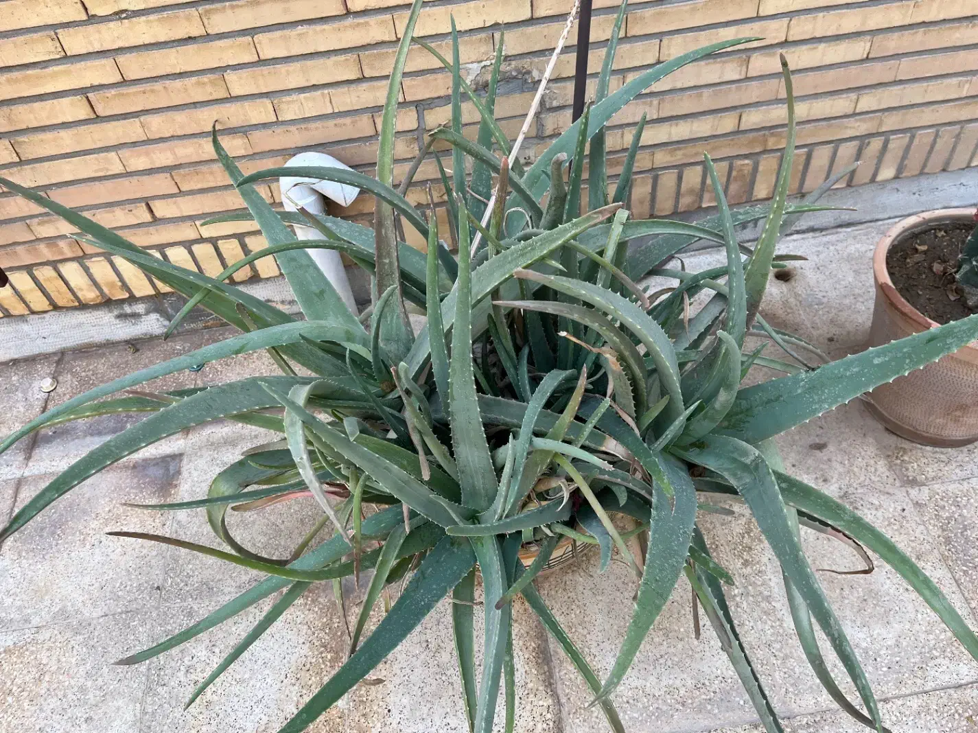 گلدان آلوورا|گل و گیاه طبیعی|بندر ماهشهر, |دیوار