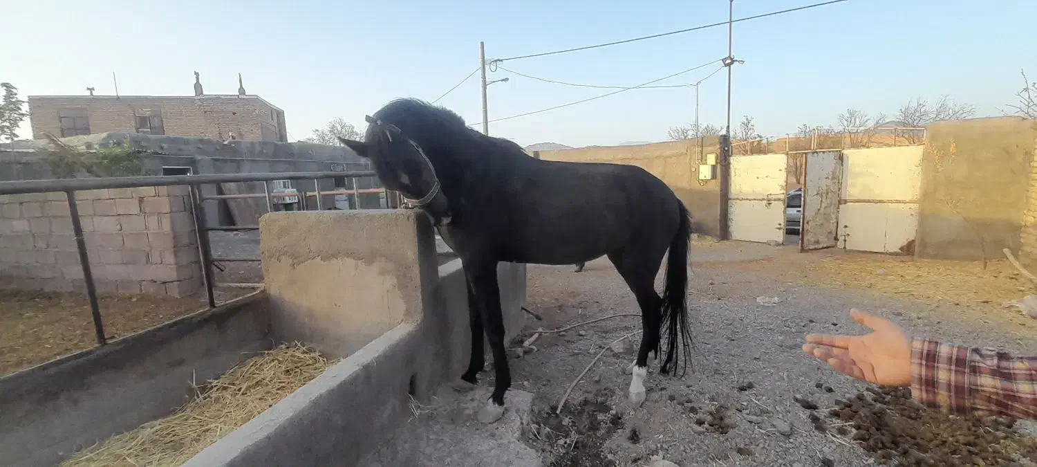 اسب مادیون ترکمن مشکی آبستن|اسب و تجهیزات اسبسواری|مشهد, گاز|دیوار